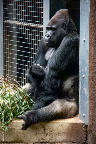 Photography Gorilla at the zoo