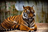 bengal tiger at the zoo