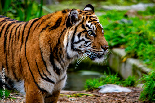 Valokuvatapetti bengal tiger at the zoo