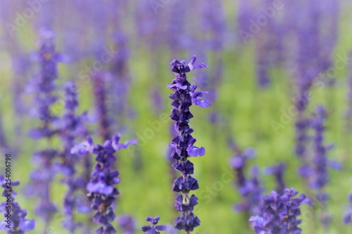 lavender flower in garden with background.