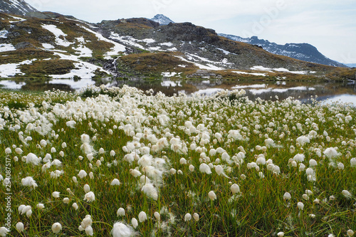 alpine meadow with lots of cottongrass (eriophorum) at lake Grauer See at Hohe Tauern national park, East Tyrol, Austria
