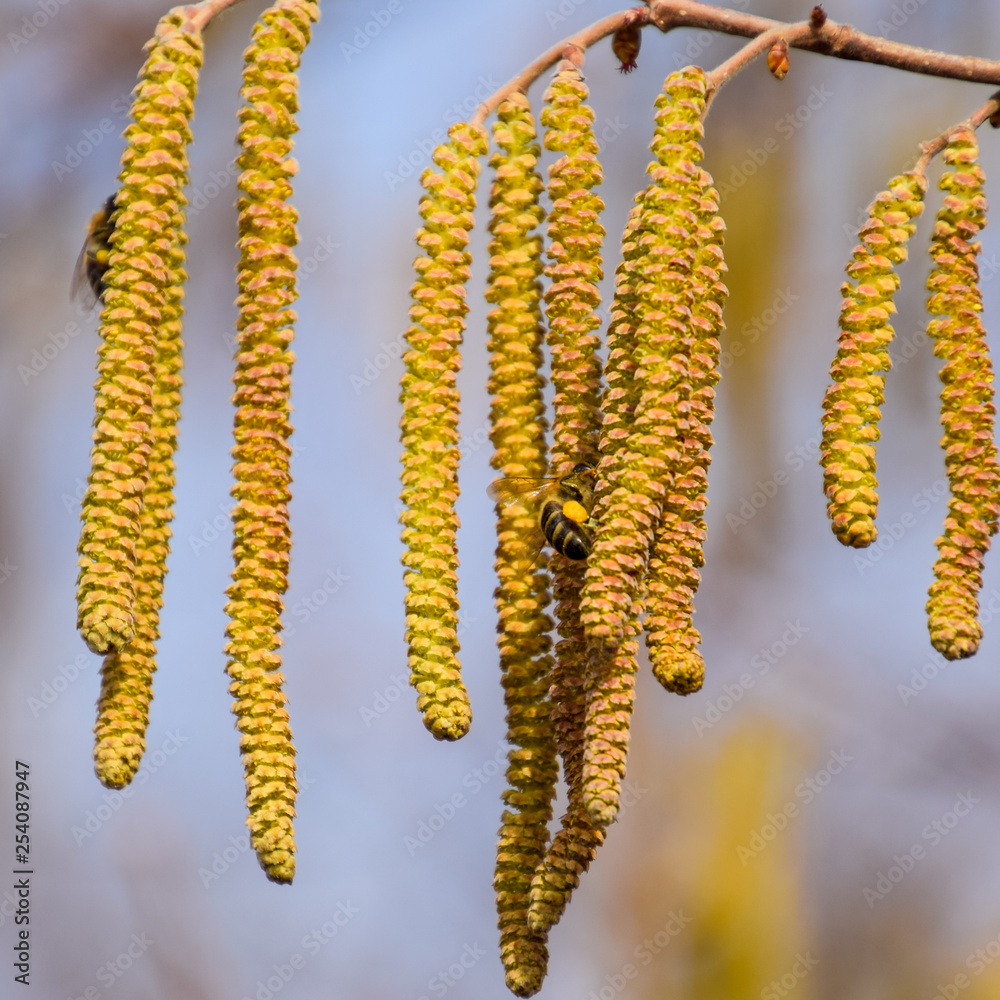 Pollination by bees earrings hazelnut. Flowering hazel hazelnut.