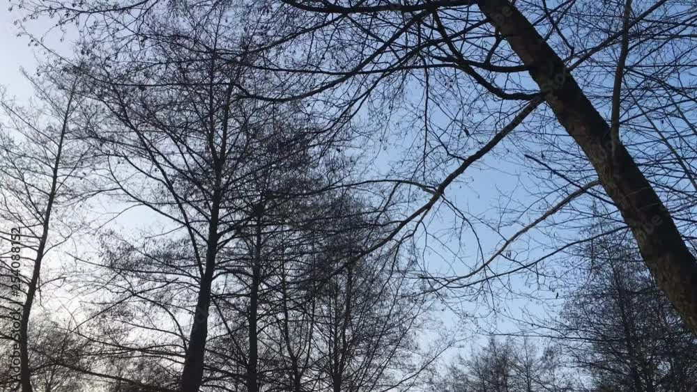 Walking on a forest road, early spring season, with beautiful light coming from sunset Walking on a forest road, early spring season, with beautiful light coming from sunset