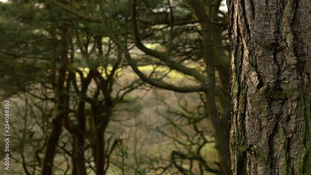 Panning shot of a large tree in dense woodland Panning shot of a large tree in dense woodland