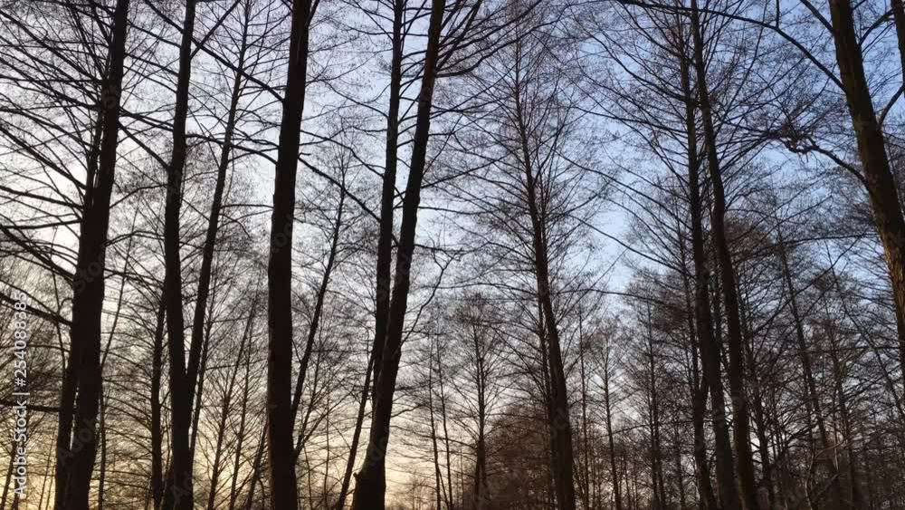 Walking on a forest road, early spring season, with beautiful light coming from sunset Walking on a forest road, early spring season, with beautiful light coming from sunset