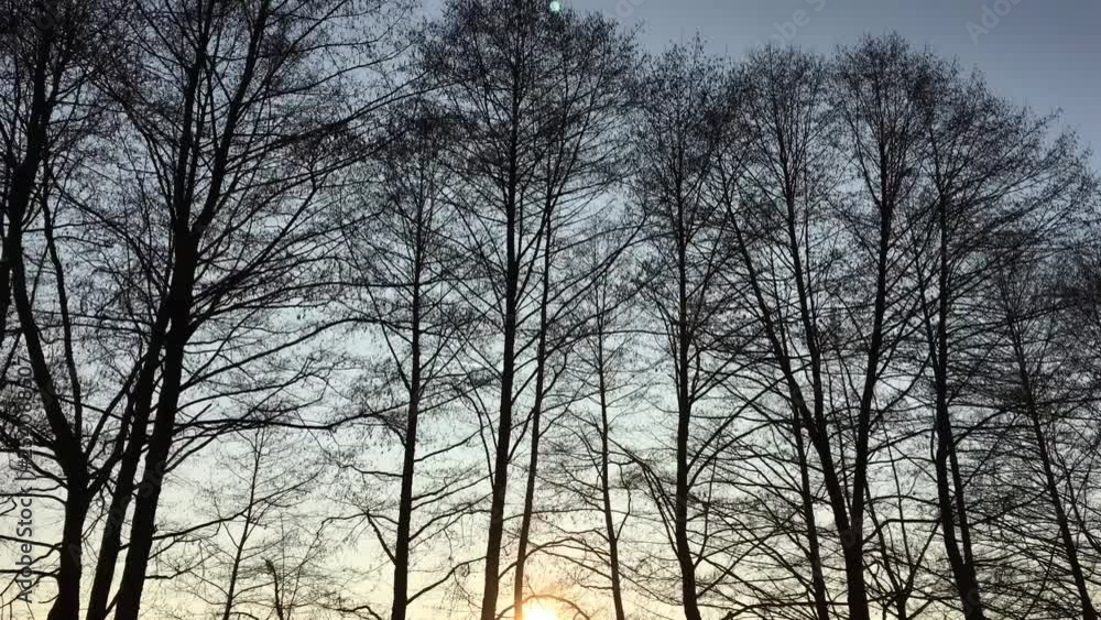 Walking on a forest road, early spring season, with beautiful light coming from sunset Walking on a forest road, early spring season, with beautiful light coming from sunset