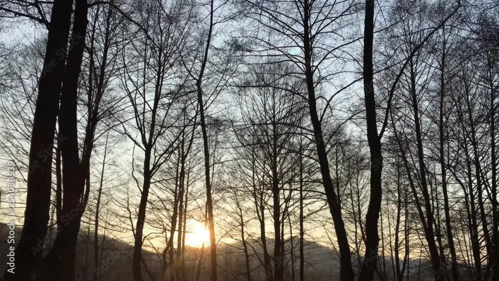 Walking on a forest road, early spring season, with beautiful light coming from sunset