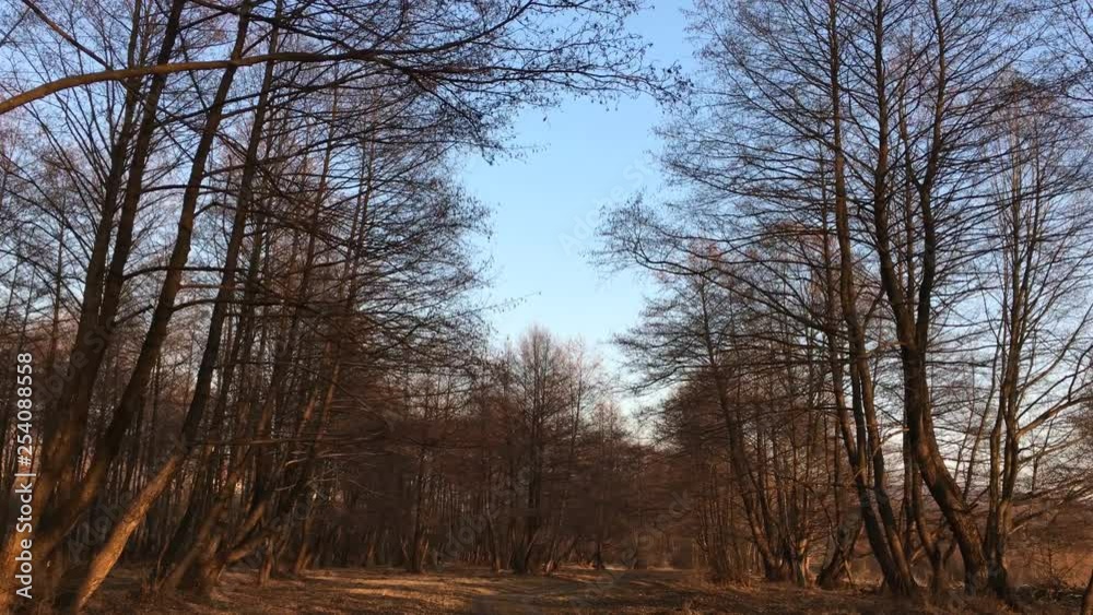 Walking on a forest road, early spring season, with beautiful light coming from sunset Walking on a forest road, early spring season, with beautiful light coming from sunset