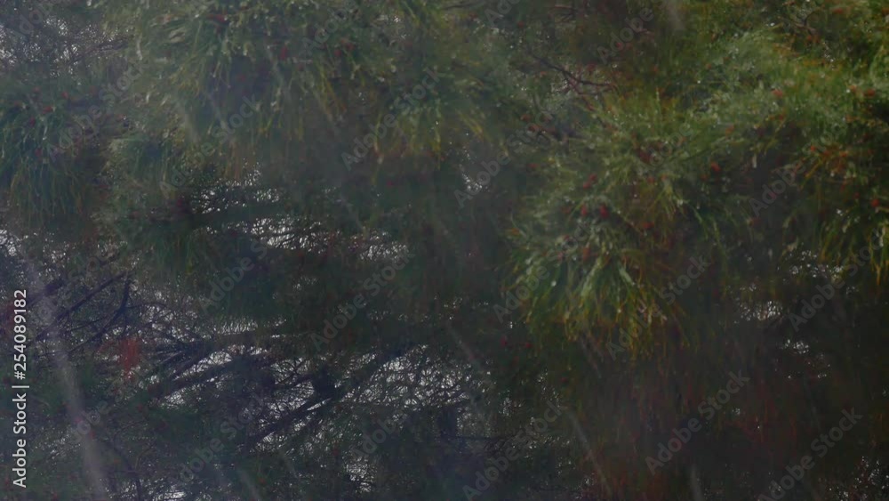 Close up on branch of pine tree during a light snow storm in Arizona. Close up on branch of pine tree during a light snow storm in Arizona.