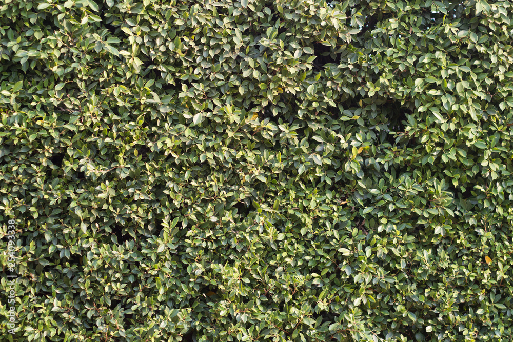 Green leaves background or the naturally walls texture Green leaves background or the naturally walls texture