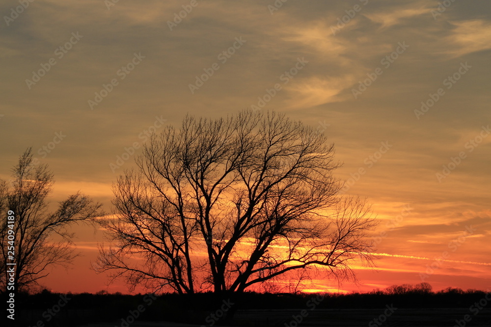 Kansas Tree Silhouette with colorful clouds