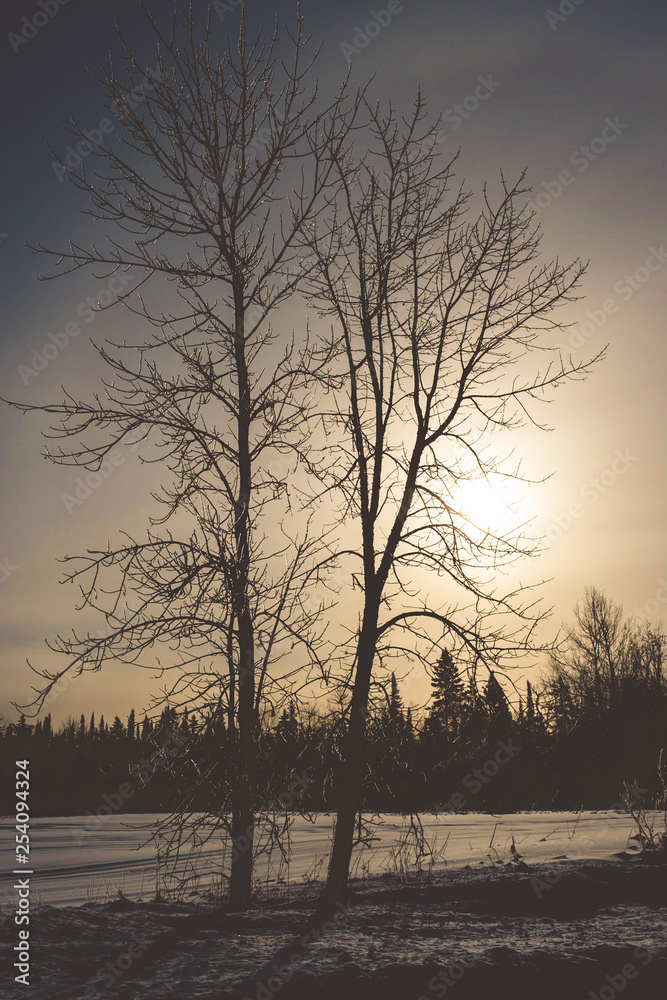 Fototapeta premium tree at sunset