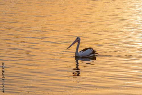 Pelican in the sunset light