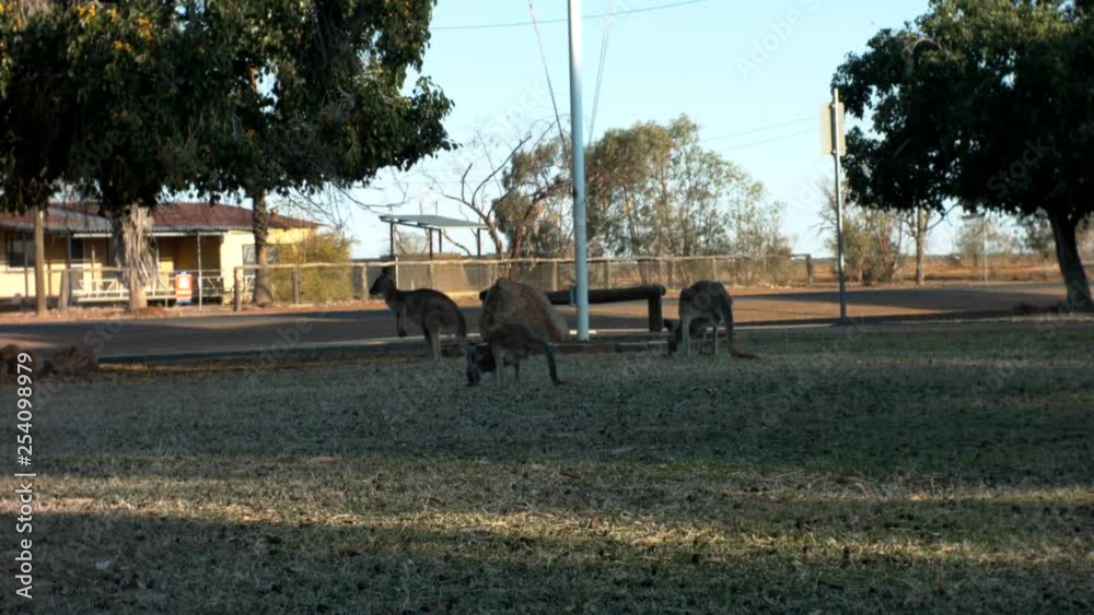 Kangaroos foraging in Outback Queensland 2 Kangaroos foraging in Outback Queensland 2