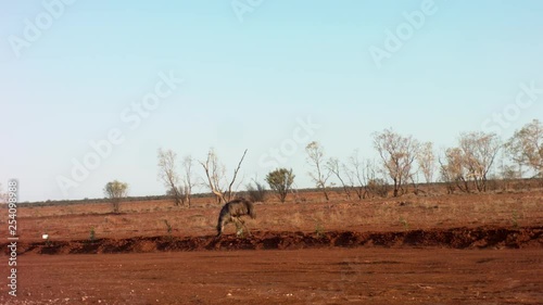 Emu foraging in Queensland Outback 2 photo