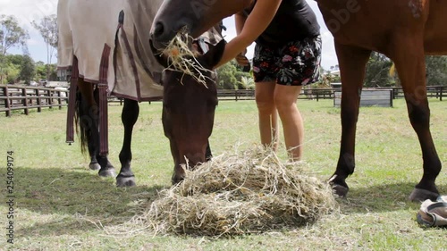 Two companion horses happily eating a pile of hay while a female stable hand puts a horse rug on them photo