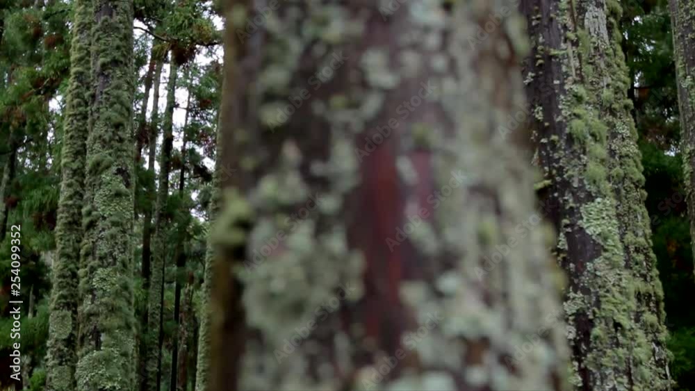 Trees of a volcanic forest, inside the caldera of a volcano, by the Lagoa das Furnas lake on the island of Sao Miguel of the Portuguese Azores. Acores. Trees of a volcanic forest, inside the caldera of a volcano, by the Lagoa das Furnas lake on the island of Sao Miguel of the Portuguese Azores. Acores.
