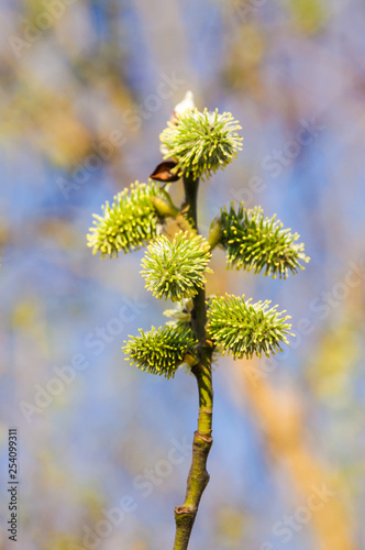 Willow (Salix) branch with flowering inflorescences in spring