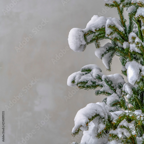 Snow on the leaves of a fir tree in winter at Utah © Jason