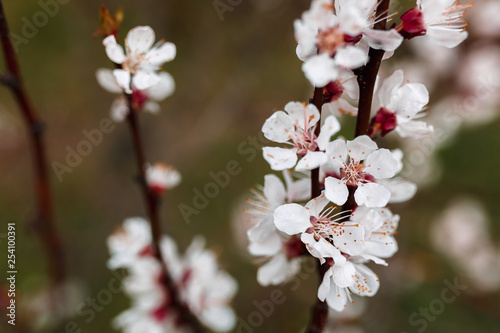 Flowering fruit tree branch. Spring blooming apricot. © INTHEBLVCK
