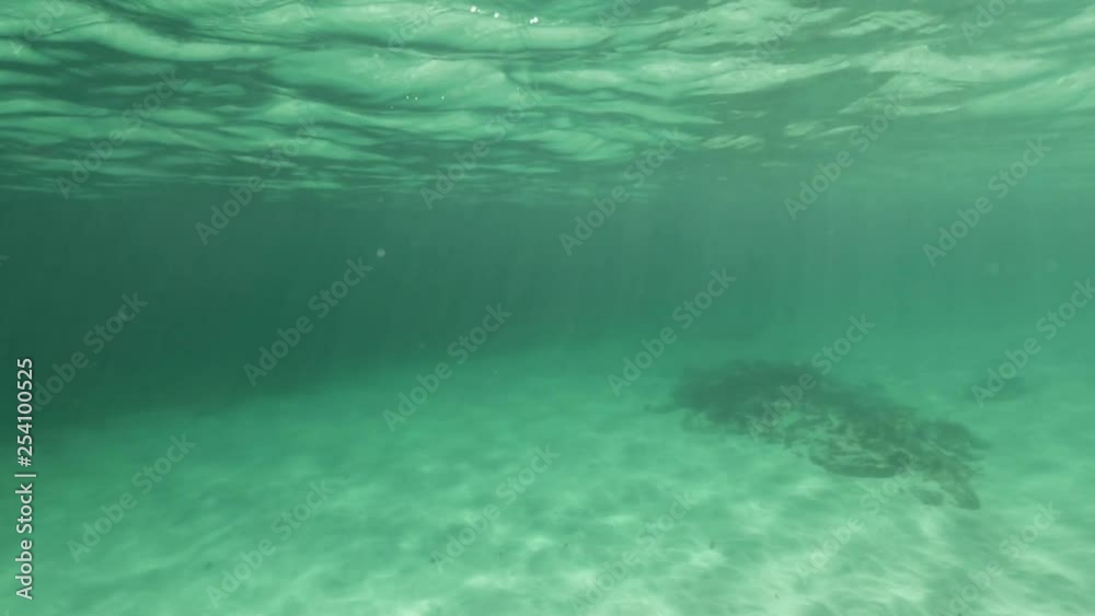 Snorkeling in clear shallow waters Snorkeling in clear shallow waters