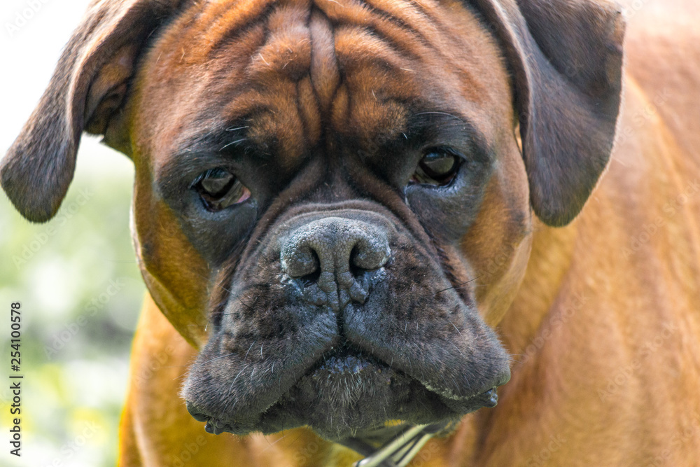 Leavitt Bulldog closeup portrait looking in the camera. Danger alert concept.