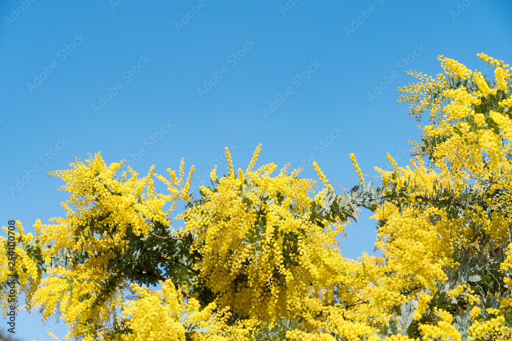 Obraz premium ミモザ