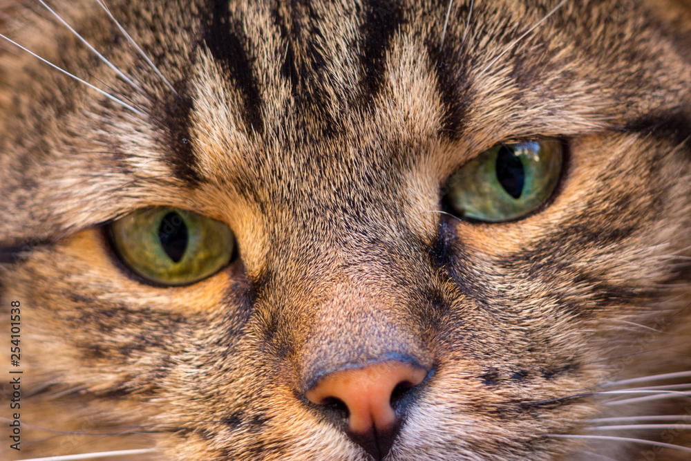 Cat eyes portrait in extreme closeup. Soft focus. Cat eyes portrait in extreme closeup. Soft focus.