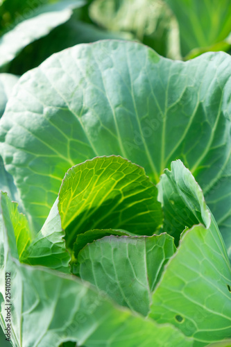 Fresh green cabbage in organic farm
