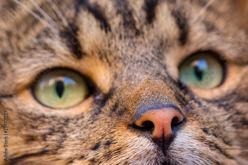 Cat portrait in extreme closeup. Soft focus.