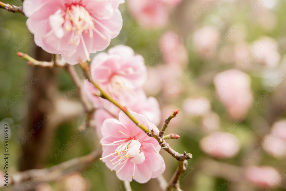 Closeup beautiful and pink Plum blossom blooming on tree brunch and winter season with blurry background and copy space. Closeup beautiful and pink Plum blossom blooming on tree brunch and winter season with blurry background and copy space.