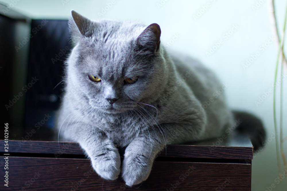 Fat grey on sale cat