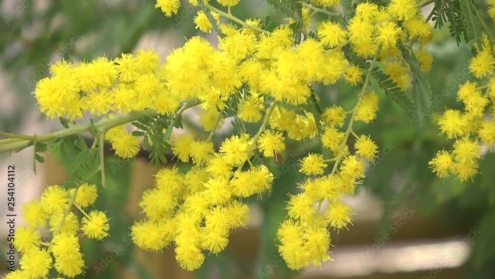 ミモザ / Mimosa flower, Acacia dealbata ミモザ / Mimosa flower, Acacia dealbata