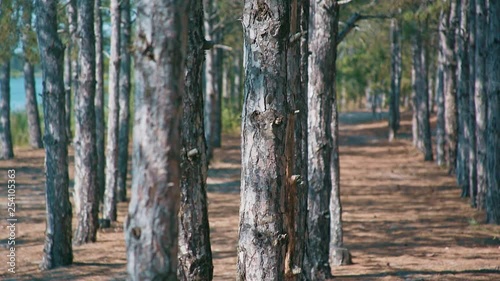 Birch trees forest on a summer day. photo