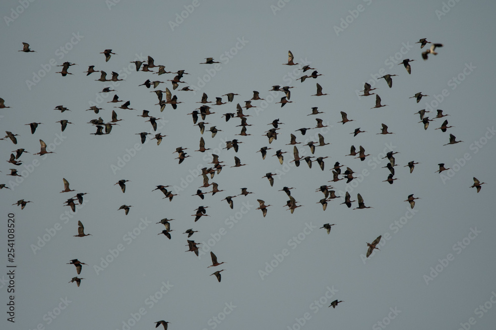 Flock of birds in the flight. Glossy Ibis / Plegadis falcinellus. Evros Delta. Greece.