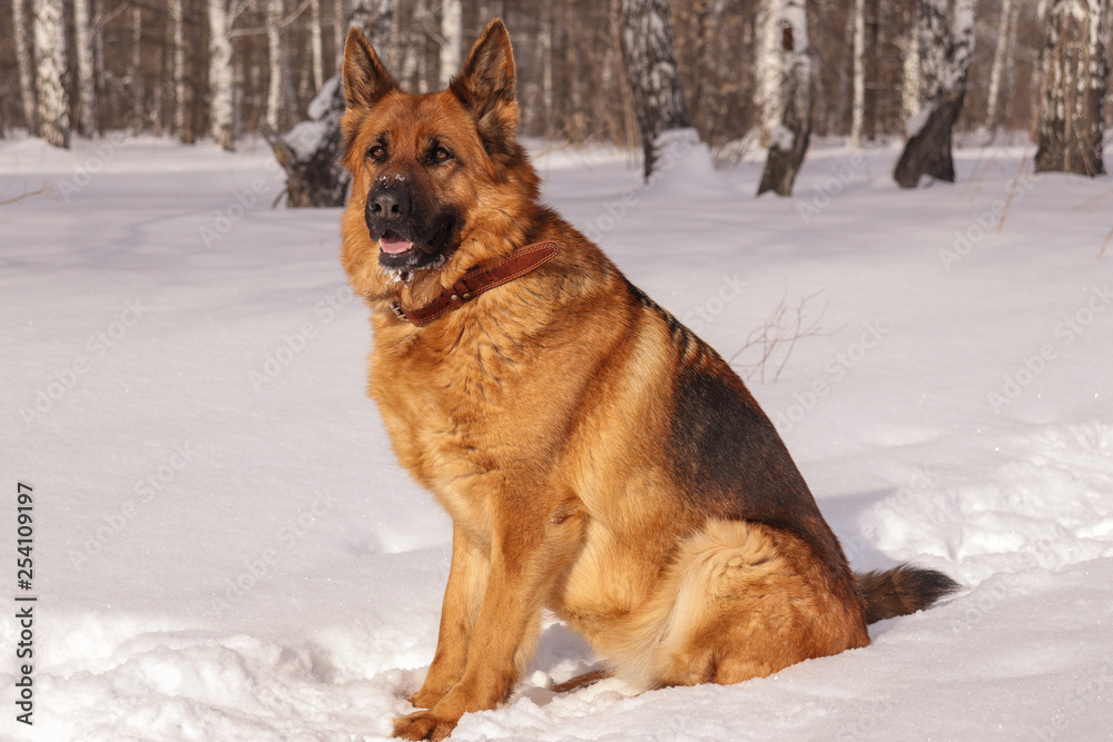 dog in snow