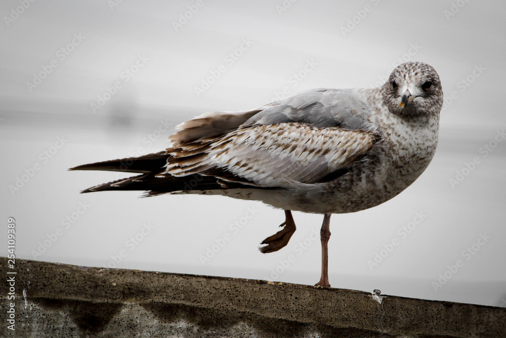 Obraz premium Balancing seagull