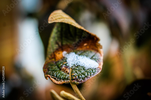 Leaf with snow