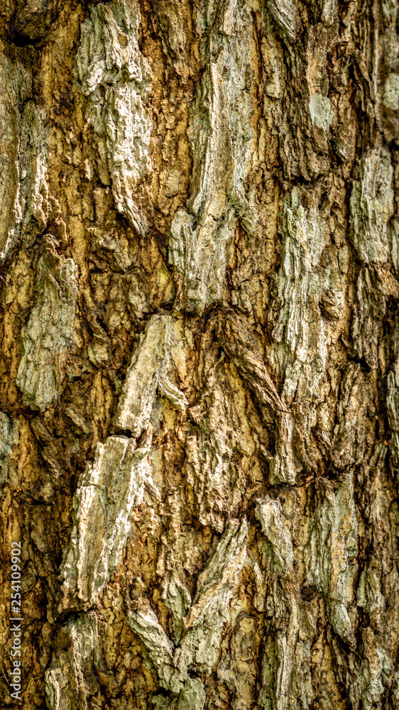 detail closeup of bark of a tree. natural abstract texture background detail closeup of bark of a tree. natural abstract texture background