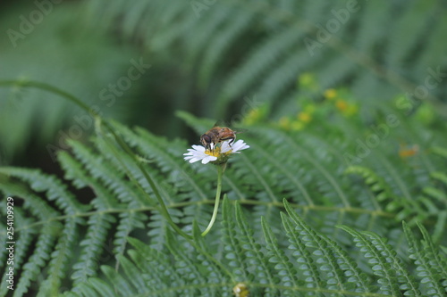 a bee on a daisy © Nurhayat
