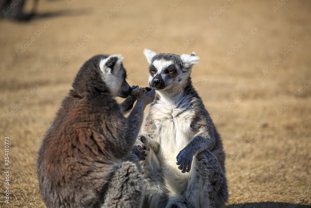 Obraz premium ring tailed lemur