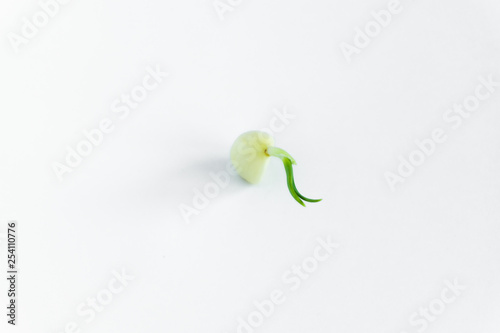 Garlic with green sprouted sprout on a white background