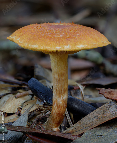 Close-up of Golden Wood Fungus (Gymnopilus allantopus)  - approx 60mm dia - NSW, Australia
