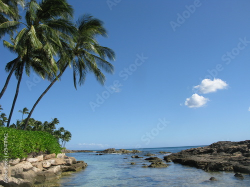 Hawaii Palm Tree & Beach