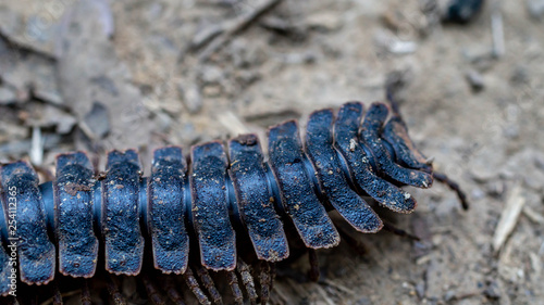 huge black millipede crawling on the forest ground photo