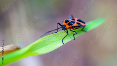 closeup of colorful insect on a green grass © hilmawan nurhatmadi