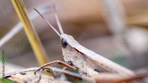 brown grasshopper camouflage with its surroundings