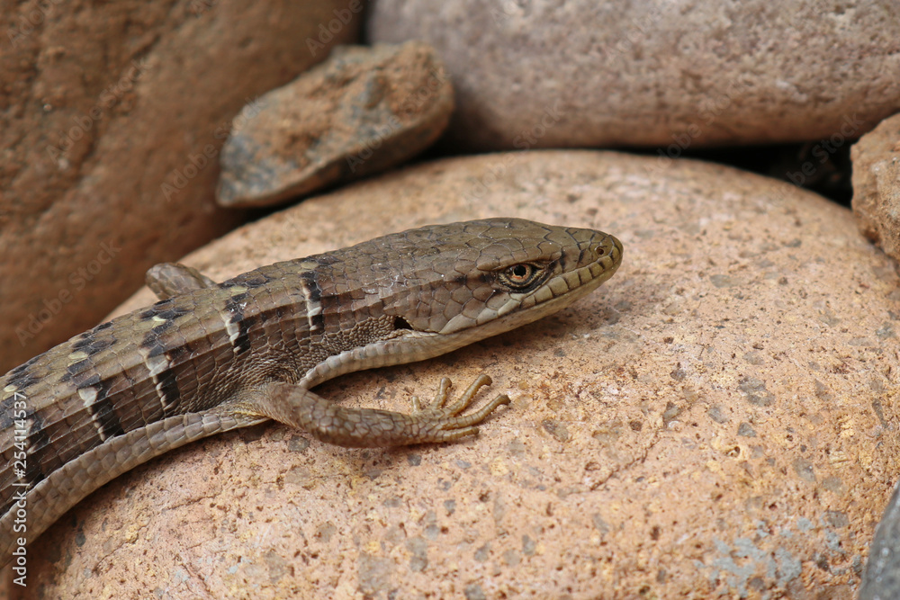 San Diego Alligator Lizard a.k.a. Woodland Alligator Lizard San Diego Alligator Lizard a.k.a. Woodland Alligator Lizard
