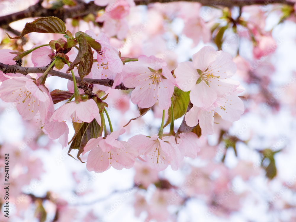 Obraz premium エゾヤマザクラ