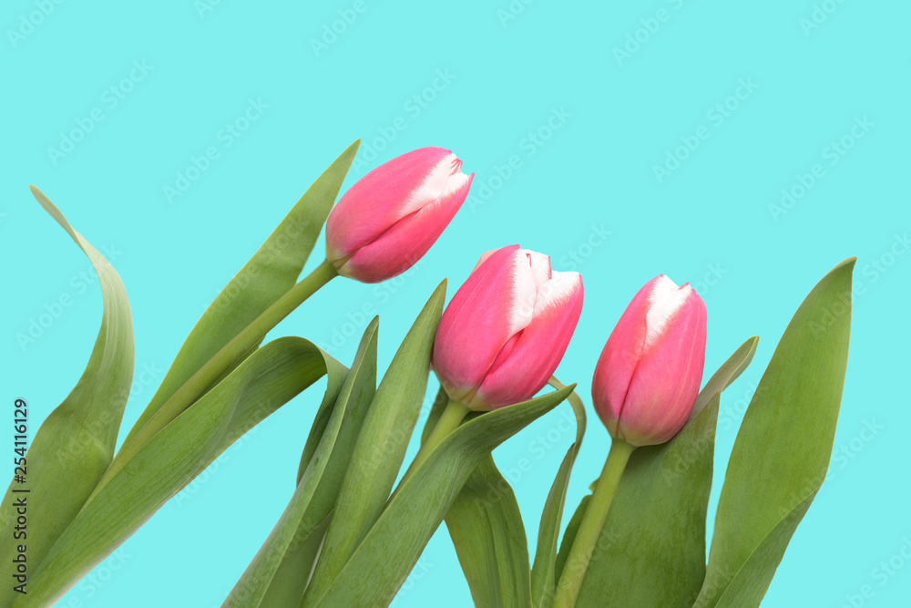 Fototapeta premium Pink tulips on a turquoise background close up